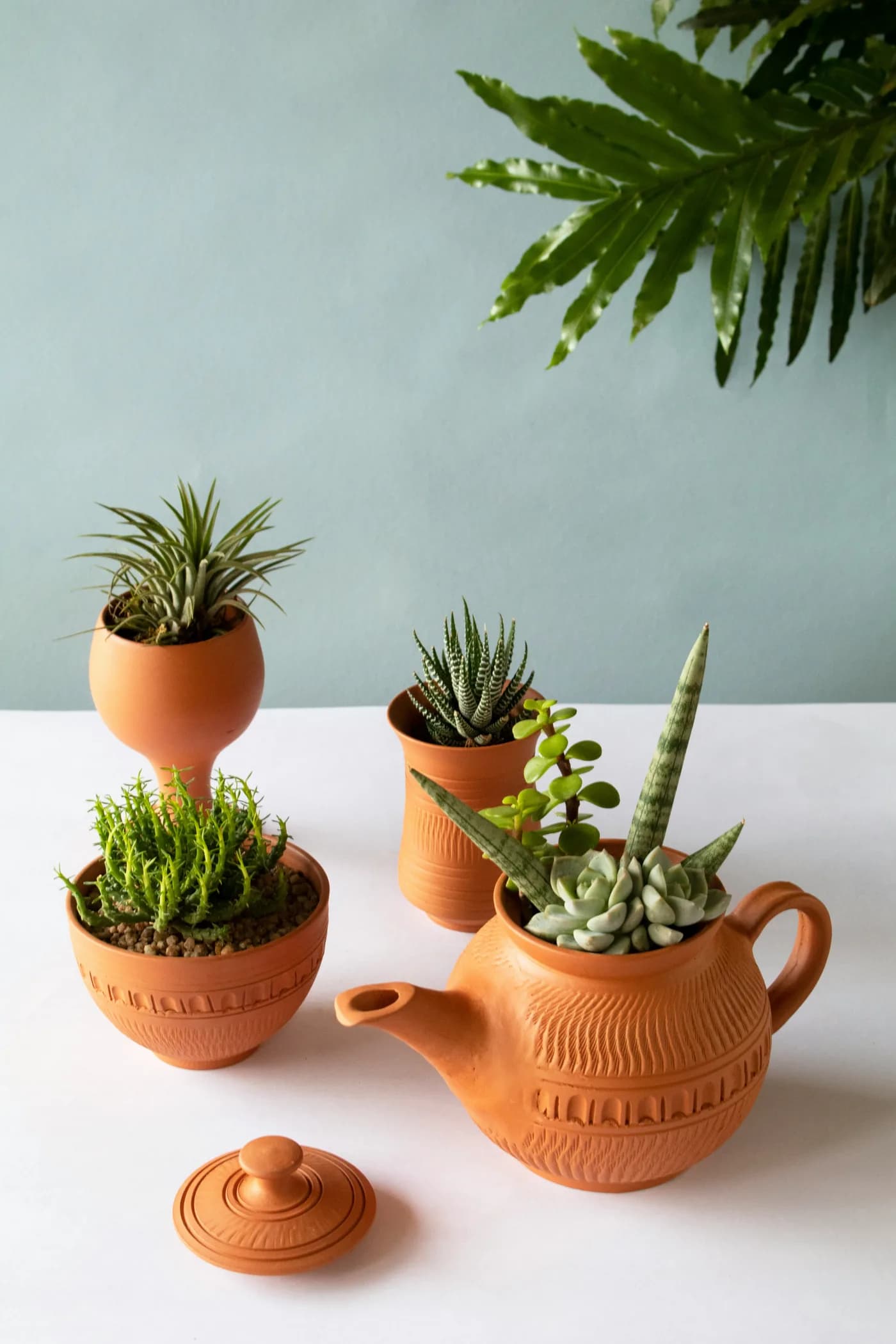 Nature & Plants